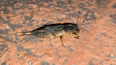 Gryllotalpa orientalis