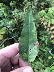 Symphyotrichum shortii