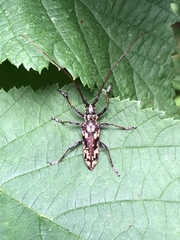 Monochamus marmorator