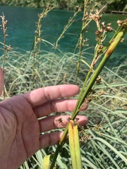 Cladium mariscus
