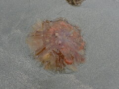Cyanea ferruginea
