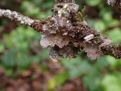 Lobaria anomala
