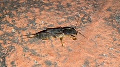 Gryllotalpa orientalis