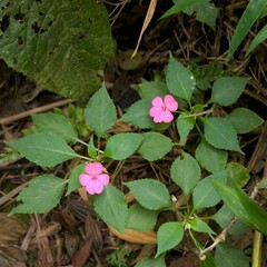 Impatiens walleriana