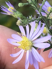 Symphyotrichum shortii