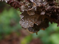 Lobaria anomala