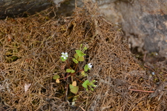 Claytonia