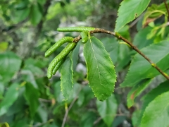 Betula lenta