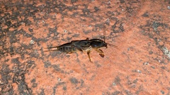 Gryllotalpa orientalis