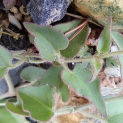 Mirabilis oxybaphoides