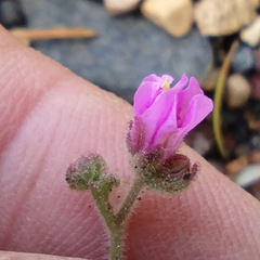 Mirabilis oxybaphoides