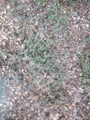 Mirabilis oxybaphoides