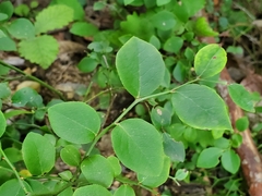 Vaccinium pallidum