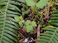 Tiarella trifoliata
