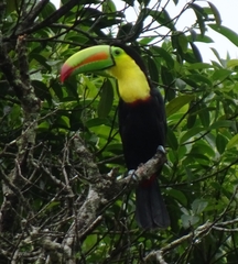 Ramphastos sulfuratus