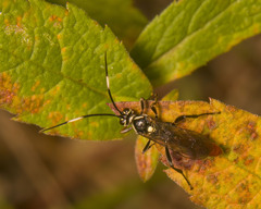 Cratichneumon
