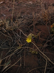 Hermannia lancifolia