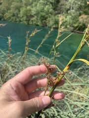 Cladium mariscus