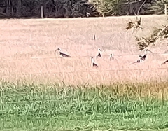 Threskiornis spinicollis