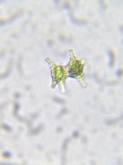 Staurastrum anatinum