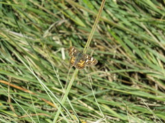 Phyciodes picta