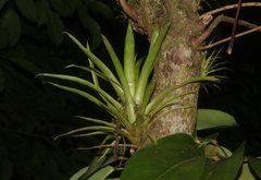 Guzmania monostachia
