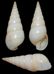 Pyramidella terebelloides