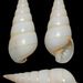 Pyramidella terebelloides - Photo (c) uwkwaj, algunos derechos reservados (CC BY-NC), subido por uwkwaj