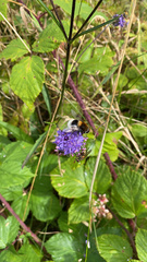 Eristalis intricaria