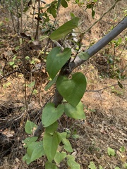Aristolochia californica