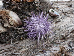 Mesocentrotus franciscanus