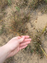 Cyperus schweinitzii