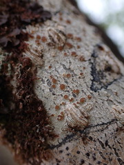 Lecanora