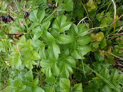 Angelica lucida