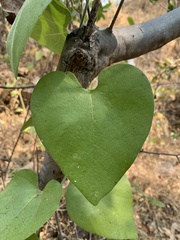 Aristolochia californica