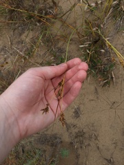 Cyperus schweinitzii
