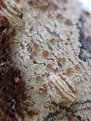 Lecanora