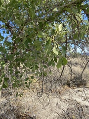 Fraxinus velutina