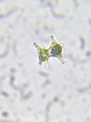 Staurastrum anatinum