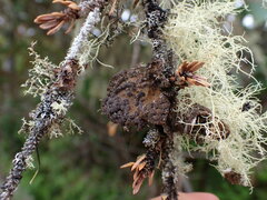 Lobaria anomala