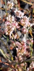 Eriogonum