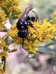 Myzinum obscurum
