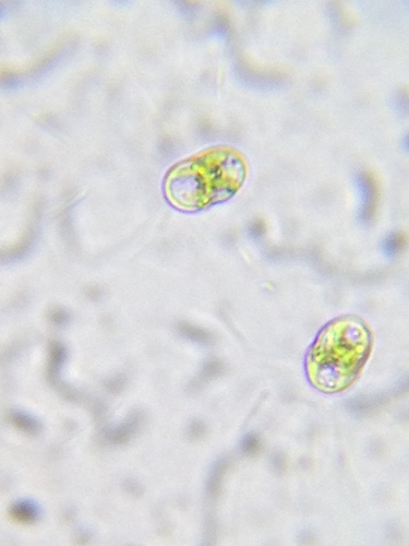 Cosmocladium constrictum