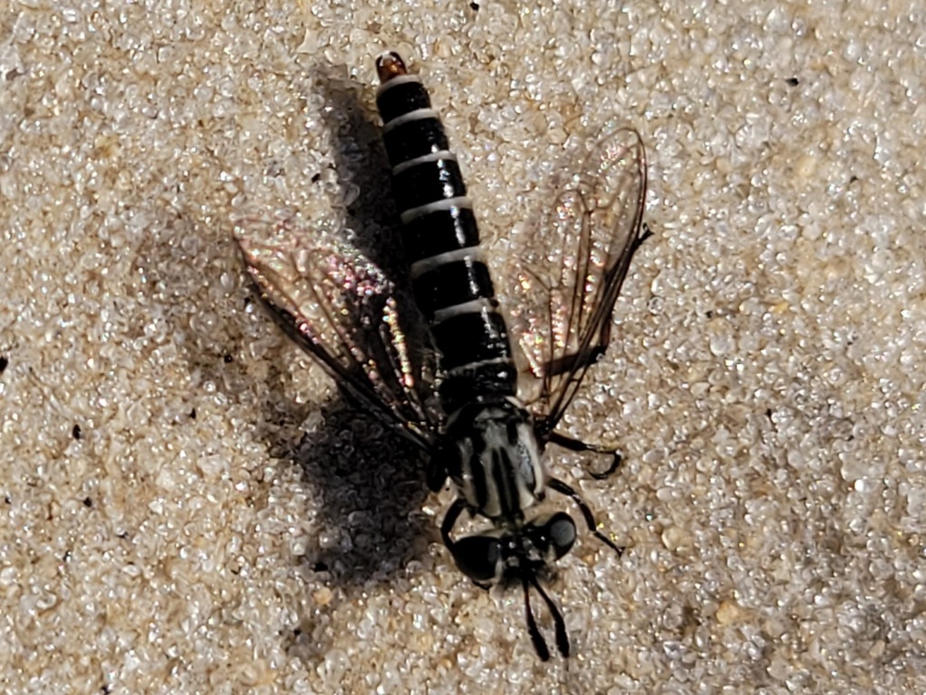 Nemomydas melanopogon