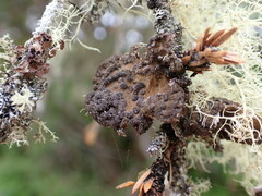 Lobaria anomala