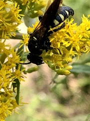 Myzinum obscurum