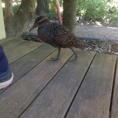 Gallirallus philippensis