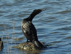 Phalacrocorax sulcirostris