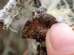 Lobaria anomala