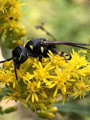 Myzinum obscurum